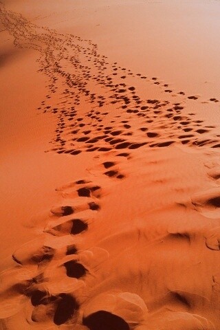 Следы в пустыне обои