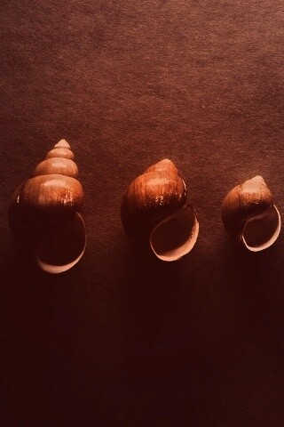 Раковины обои