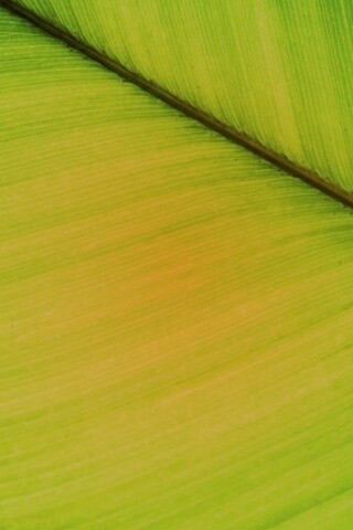 Зеленый лист обои