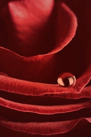 Капля воды на лепестке розы обои