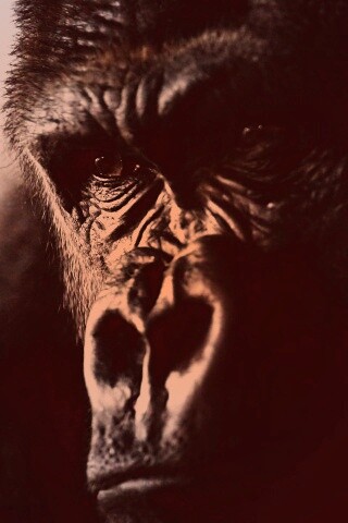 Фото орангутанга обои