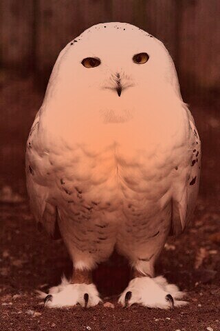 Белая сова обои