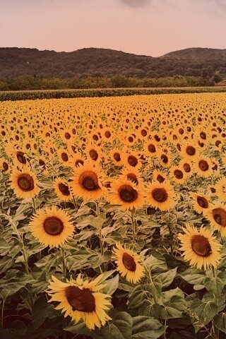 Живописное поле подсолнухов обои