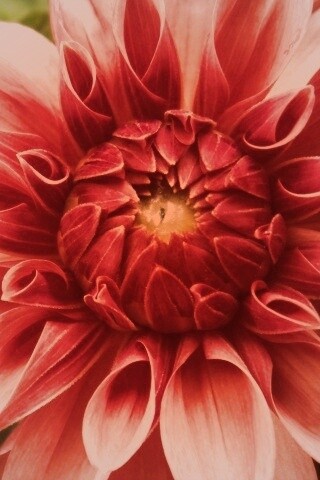 Аленький цветочек обои