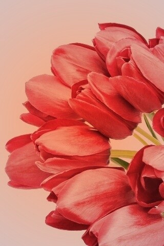Букет тюльпанов обои