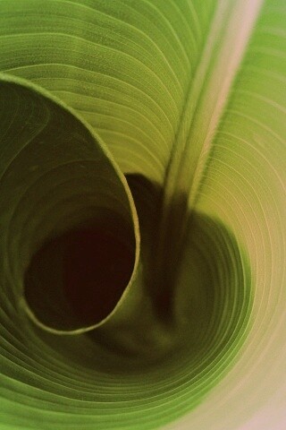 Зеленый лист трубочкой обои