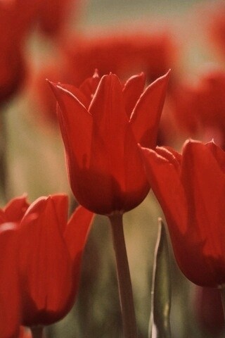 Красные цветы обои