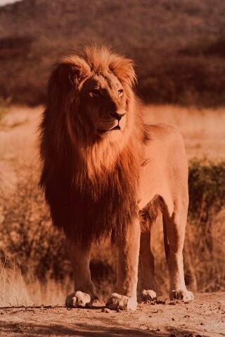 Царь зверей обои