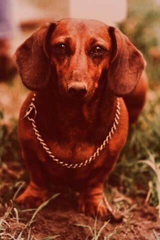 Рыжая такса обои