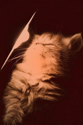 Котя на свету обои