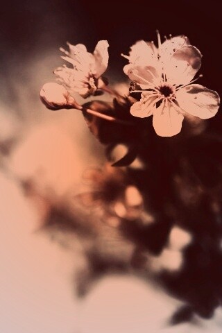 Цветок вишни обои