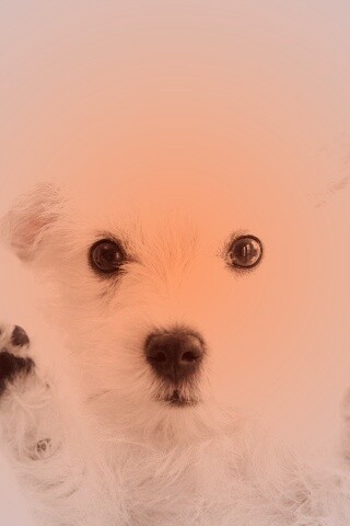 Белый любознательный щенок обои