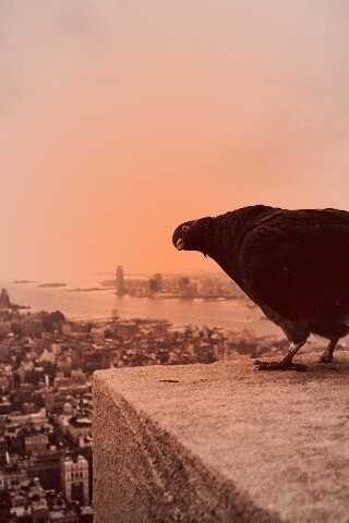 Любознательный голубь обои