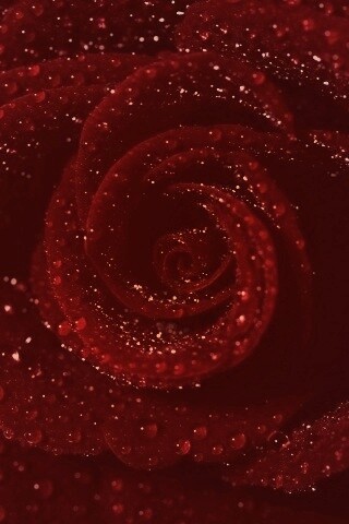 Красная роза обои