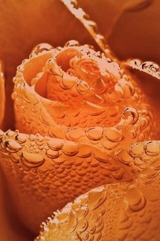 Мокрый желтый цветок обои