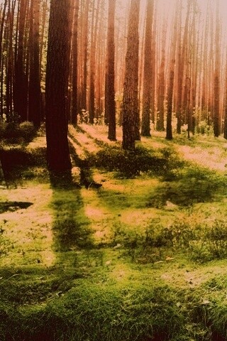 Солнечный лес обои