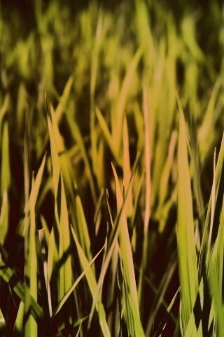 Яркая сочная трава обои