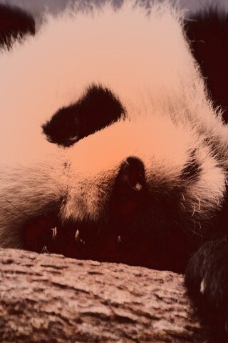 Панда на ветви обои