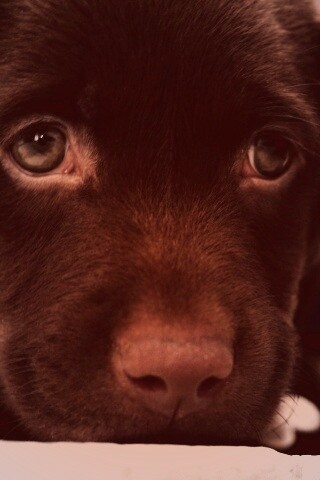 Пушистый шоколадка обои