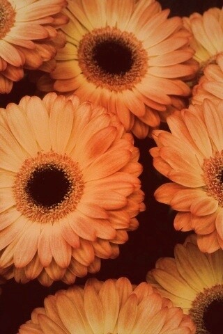 Желтые герберы обои