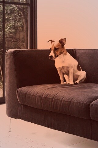 Пес на диване обои