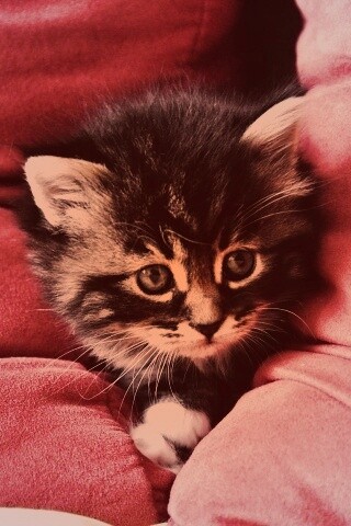 Котенок в подушках обои