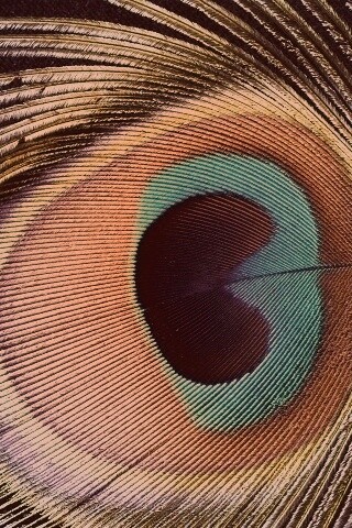 Перо павлина обои