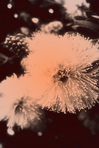 Сказочный цветок обои