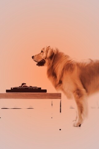 Лабрадор Ретривер обои