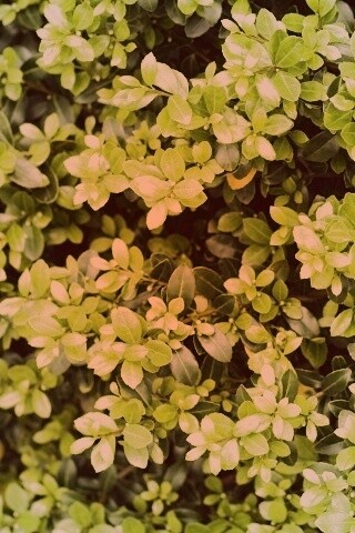 Густая листва обои