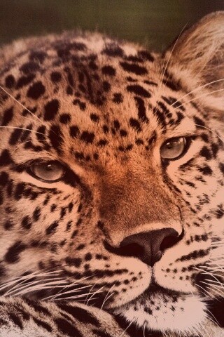 Злопасный ягуляр обои