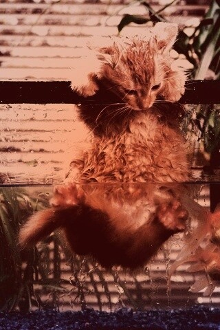 Мокрая киска обои