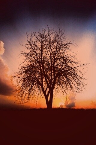 Дерево на закате обои