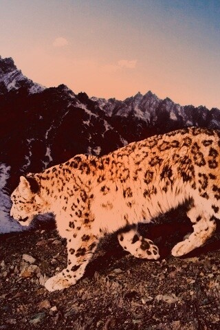 Леопард обои