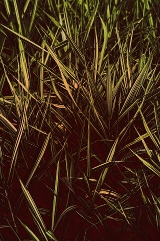 Дикая трава обои