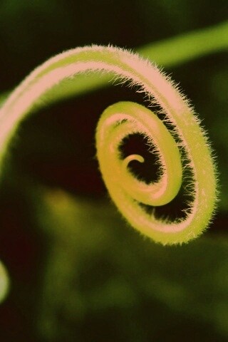 Завитушка растения обои