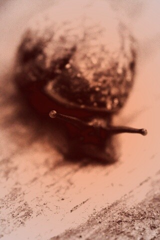 Улитка на ветке обои