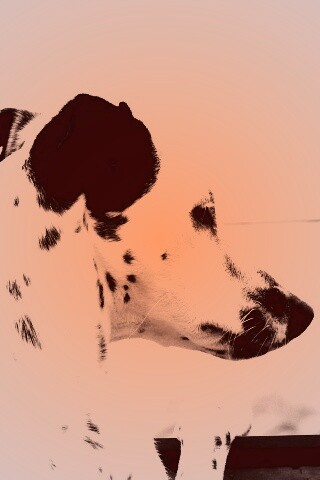 Долматинец смотрит вдаль обои