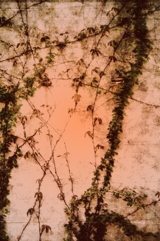 Растение на стене обои