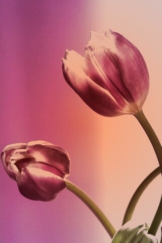 Сиреневые цветы обои