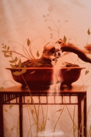 Карликовое дерево обои