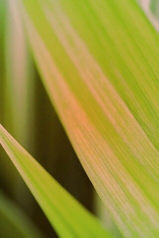 Идеальный кусочек зелени обои