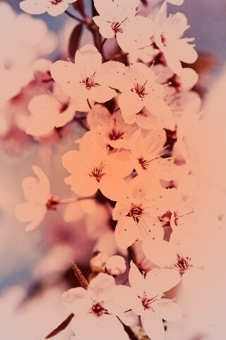 Цветение вишни обои