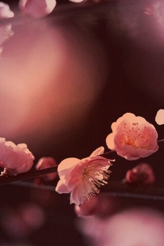 Цветущая вишня обои