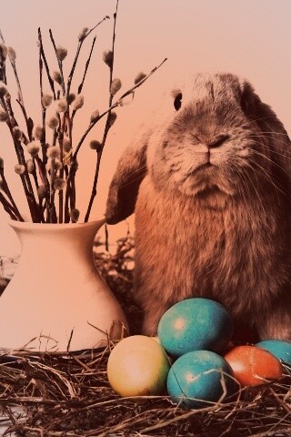 Пасхальный кролик обои