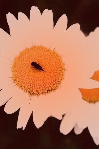 Ромашки обои