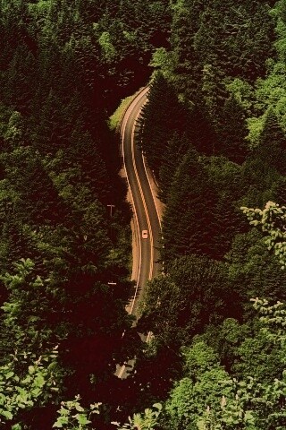 Лесная трасса обои