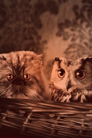 Чужой среди своих обои