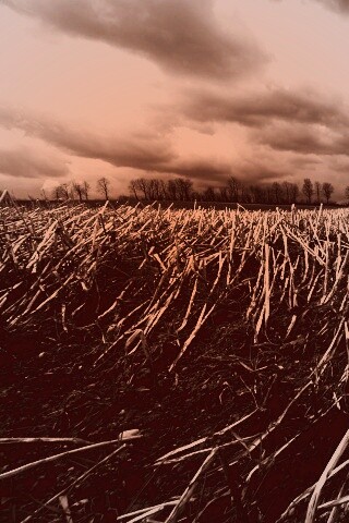 Убранное поле обои