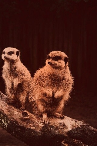 В дозоре обои